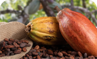 list-of-cocoa-exporters-in-nigeria