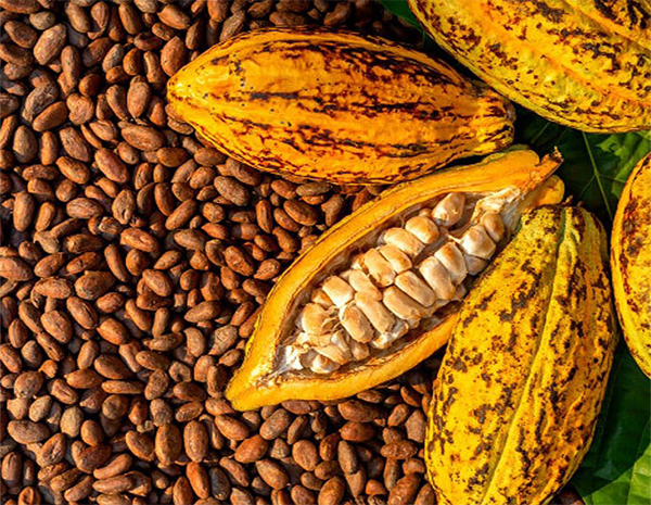 cocoa-company-in-akure