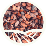 Cocoa_Seed