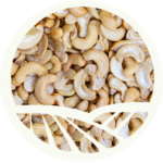 Cashew_seed