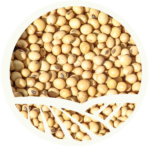 Soya Seeds