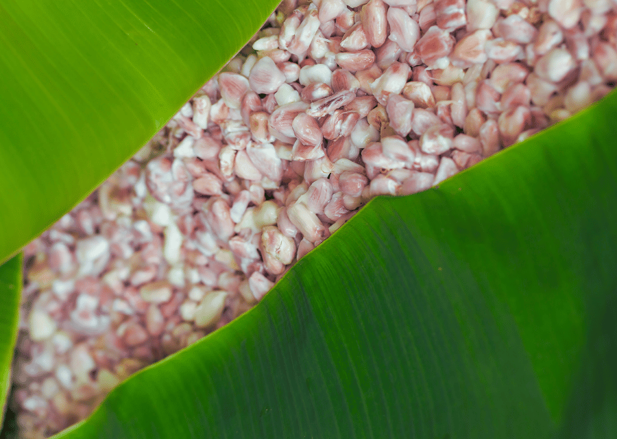 Fresh Cocoa Seed